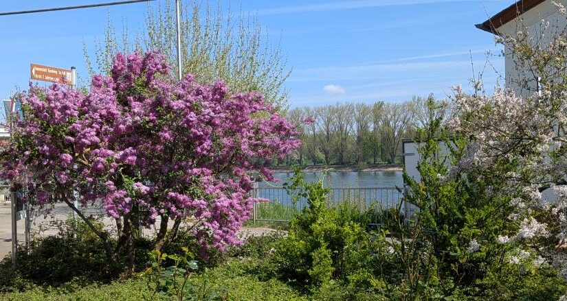 Gefliedert der Rhein